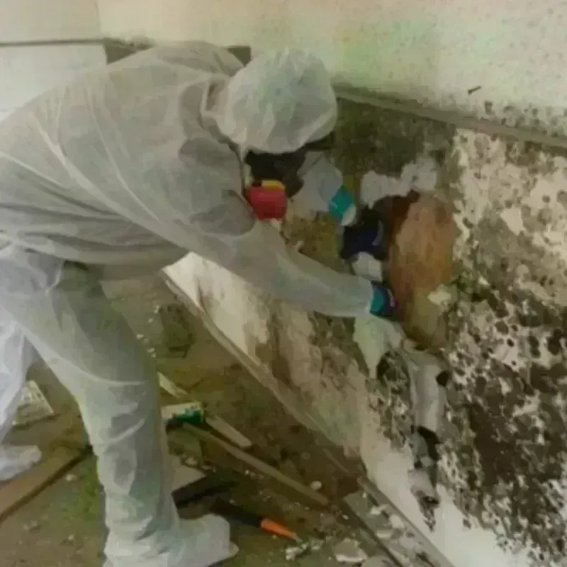 Mold Remediation and Removal in Tulalip Bay, WA